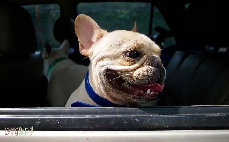 car seats for french bulldogs