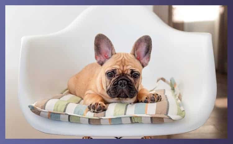 highchairs for dogs