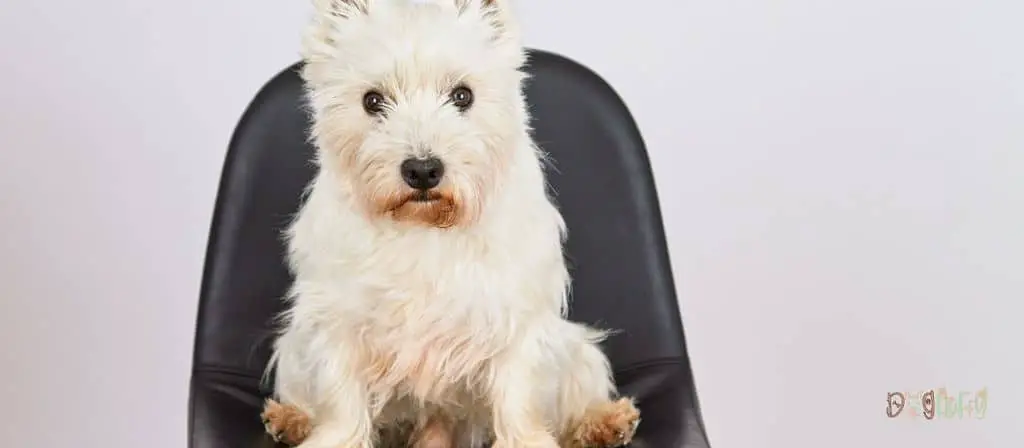 highchairs for dogs - Dog Fluffy