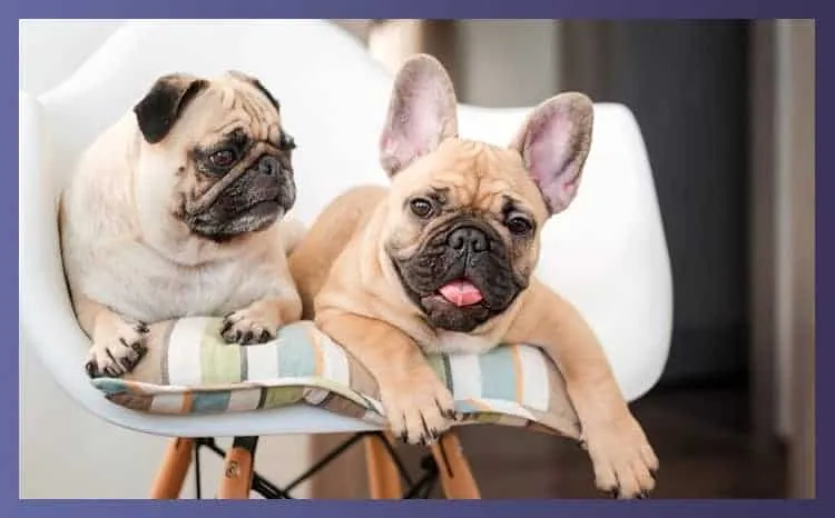 Highchairs For Dogs