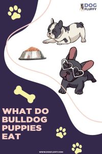 what do bulldog puppies eat