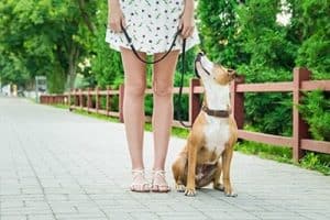 what is the best leash for training a dog
