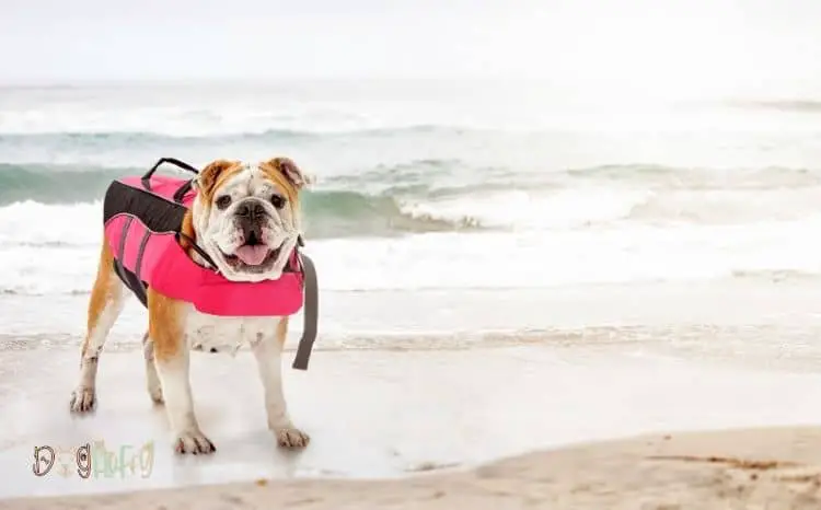 Best Guide To Choosing What Size Life Jacket for My Dog in 2022