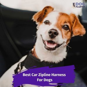 zipline harness for dogs instagram image