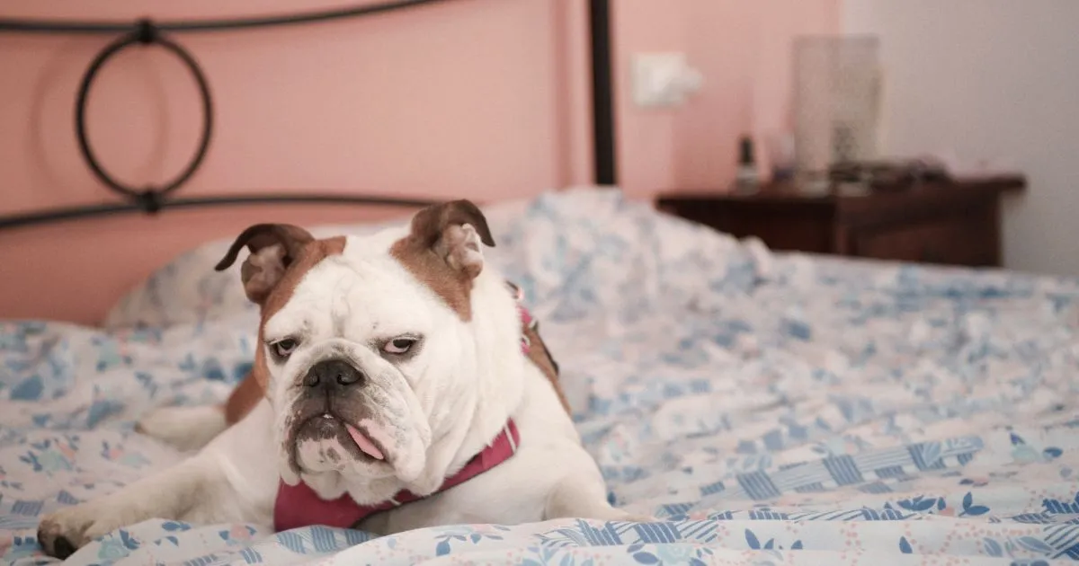 10 Best Beds For Bulldogs: A Comprehensive Guide