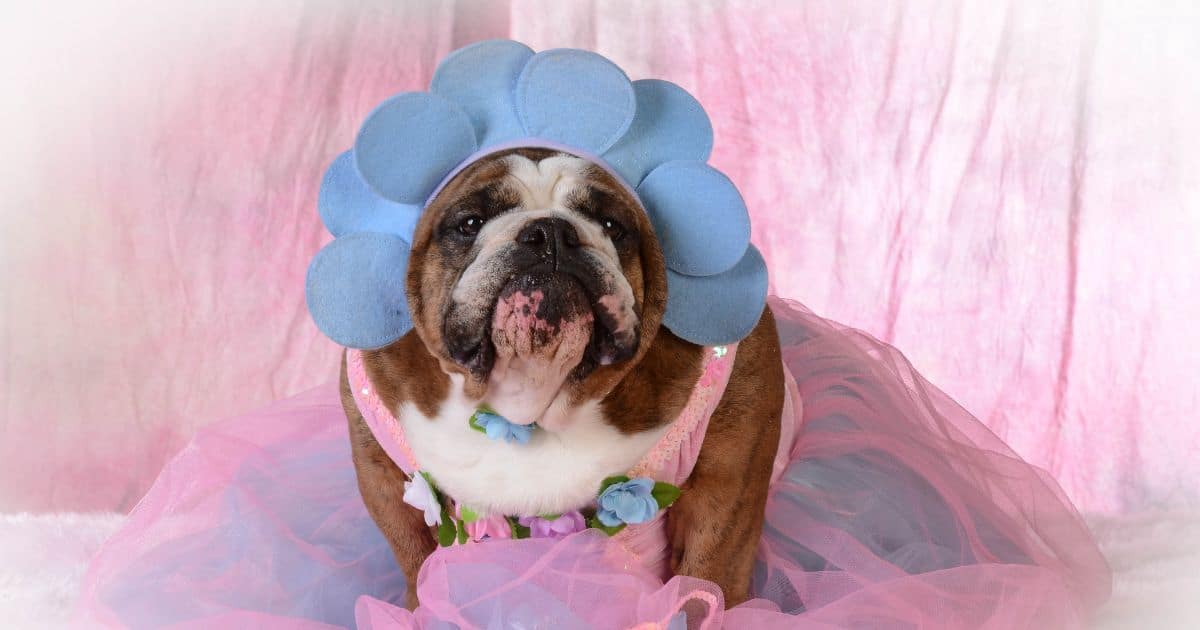 22 Most Popular Exotic Female Bulldog Names