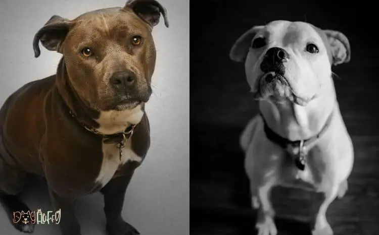 American bulldog vs pitbull featured image
