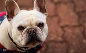 Are French Bulldogs Intelligent