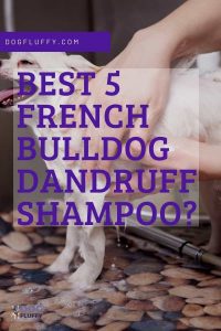 Best 5 French Bulldog Dandruff Shampoo? Pinterest Website Image
