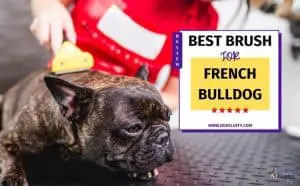 Best Brush For French Bulldogs Featured Image