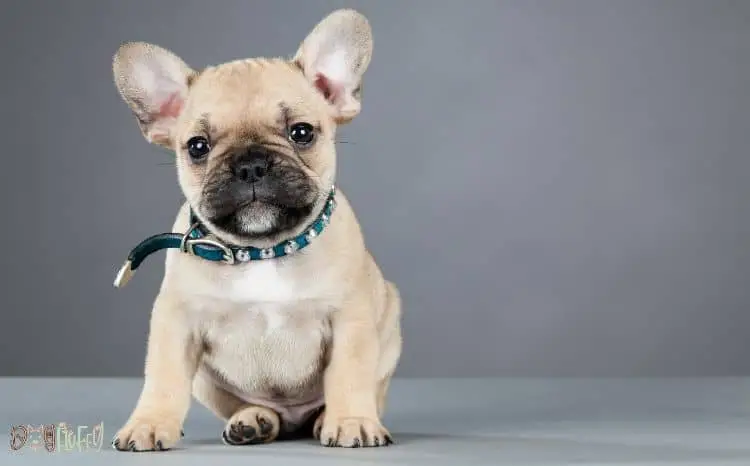 Best Collars For Your Bulldog Puppy