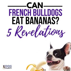 Can French Bulldogs Eat Bananas? – 5 Revelations - IG Image