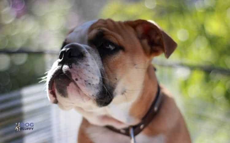 Collars For Your Bulldog Puppy