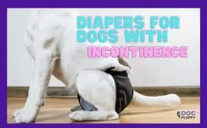 Diapers for dogs with Incontinence Featured image