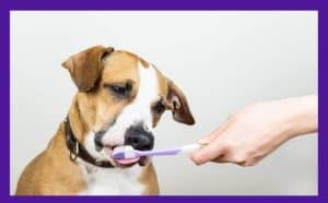 Dog Toothbrush Dog Formulated Toothbrush