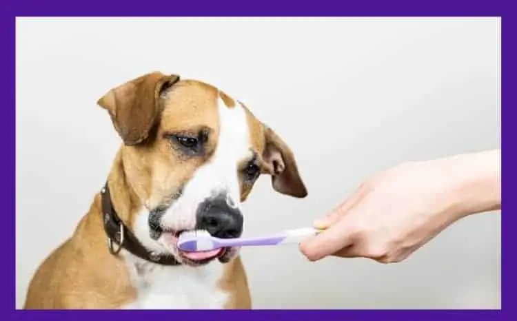 Dog Tooth brush - Dog Formulated Toothbrush