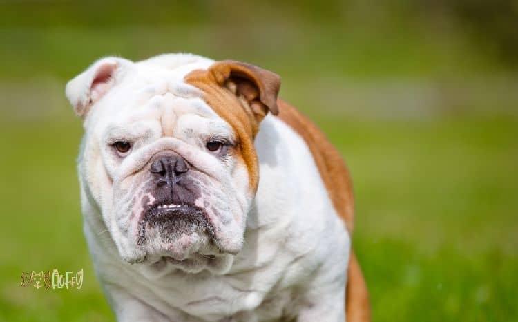 English Bulldog Aggressive Behavior 3 Important