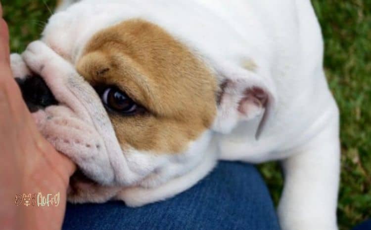 6 Best Tips: How to Stop English Bulldog Puppy Biting And Growling?