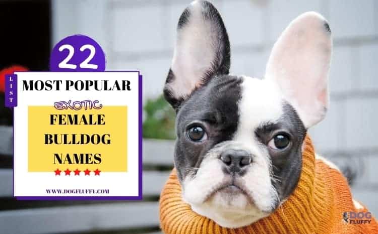 22 Most Popular Exotic Female Bulldog Names | Dog Fluffy