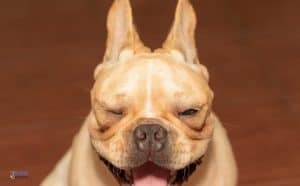 Eye-Opening French Bulldog Health Problems - Featured Image