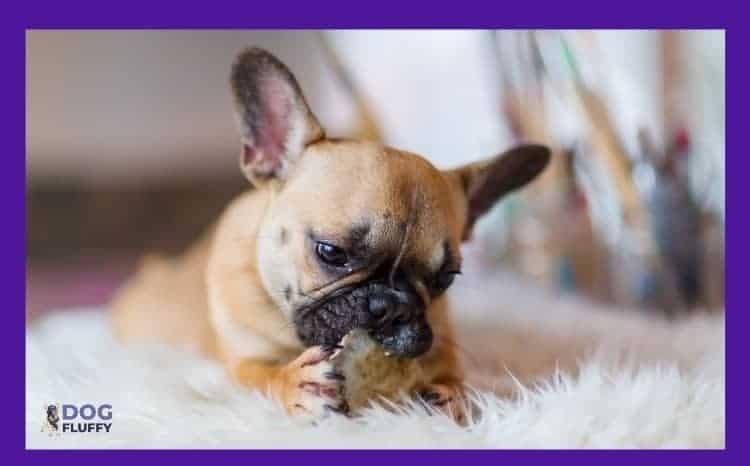 Male vs. Female French Bulldogs – Best Guide 1 The French Bulldog