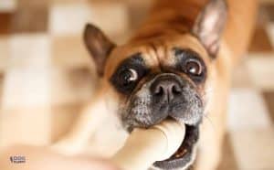 French Bulldog Behavior Problems 8 Biting