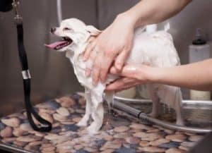 French Bulldog Dandruff Shampoo-Featured 400px