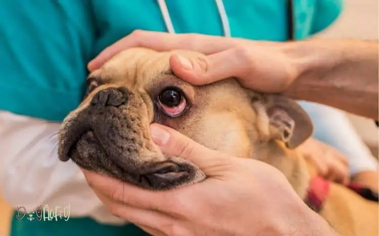 12 Eye-Opening French Bulldog Health Problems