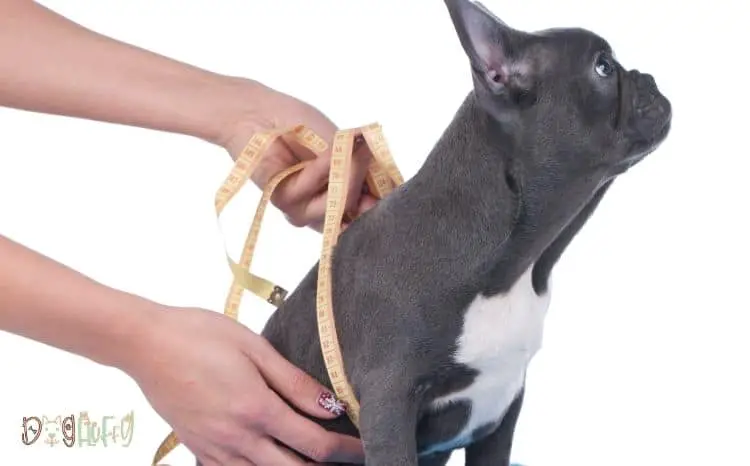 French Bulldog Weight Chart – 7 Best Key Questions, Answered!