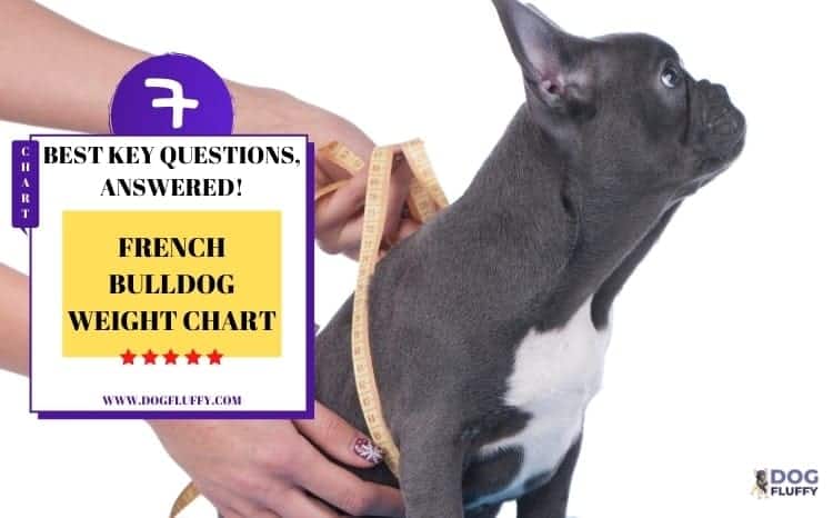 French-bulldog-weight-chart | Dog Fluffy