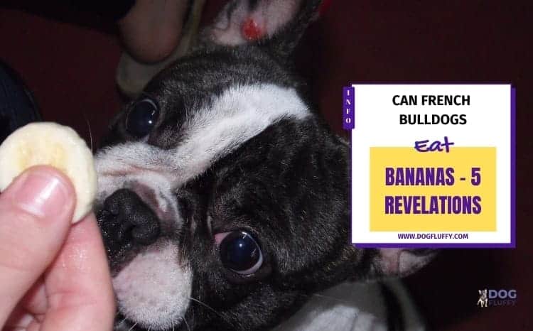 Here is the Answer - Can Bulldogs Eat Bananas