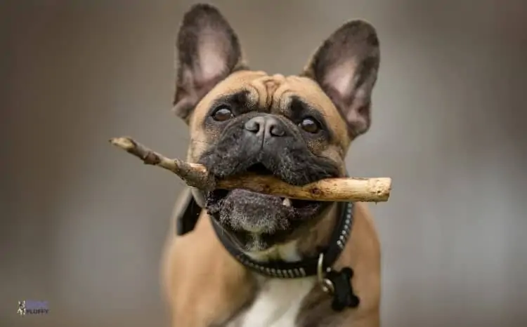 Top 5 Incredible Celebrities French Bulldogs Names 5 How French Bulldog Came into