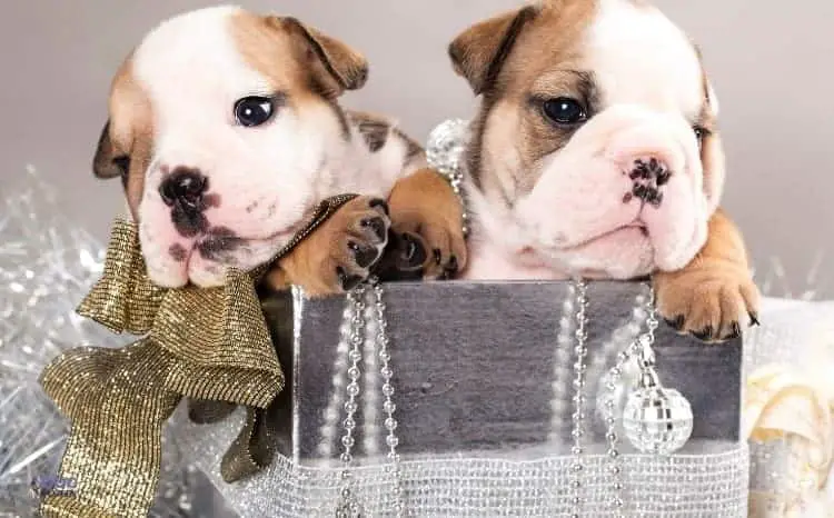 How Many Puppies Do English Bulldogs Have In Their Lifetime