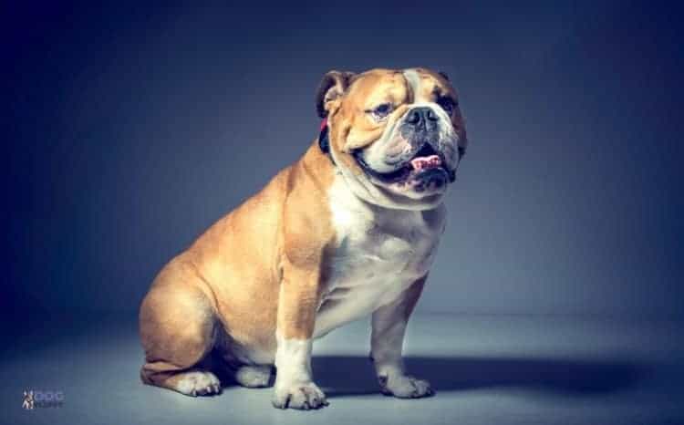Male English Bulldogs Male English Bulldogs