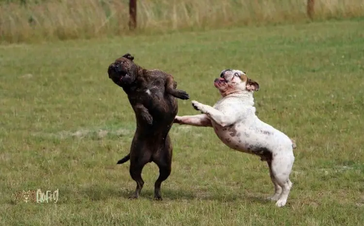 Male vs. Female French Bulldogs