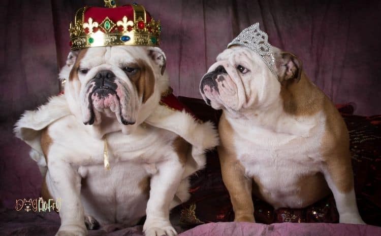 Royal English Bulldog Names