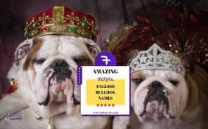 Royal English Bulldog Names