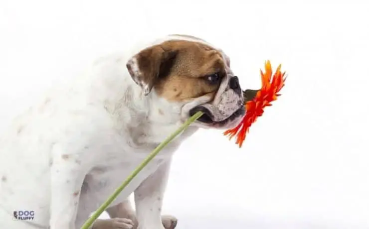 6 Best Tips How To Stop English Bulldog Puppy Biting And Growling