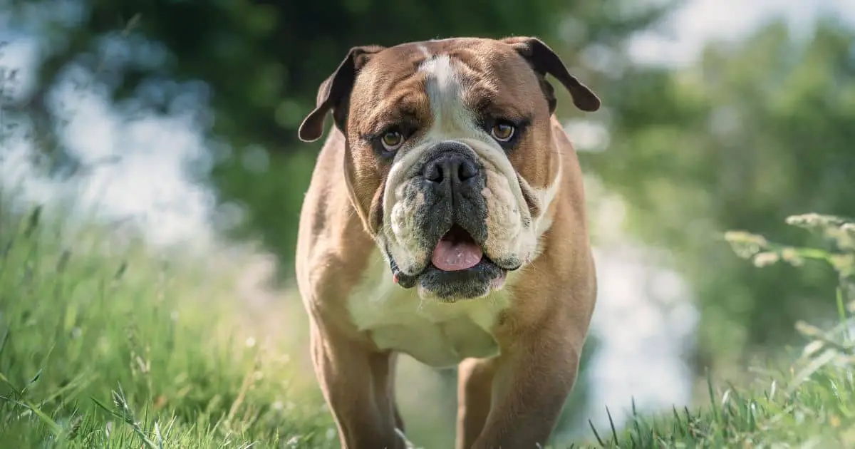 The Best 5 Flea Treatment for Bulldogs