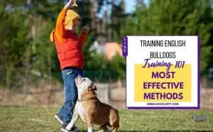 Training English Bulldogs 101 – Most Effective Methods - Featured image