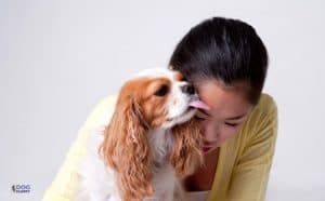 Understanding Why My Dog Licks Me