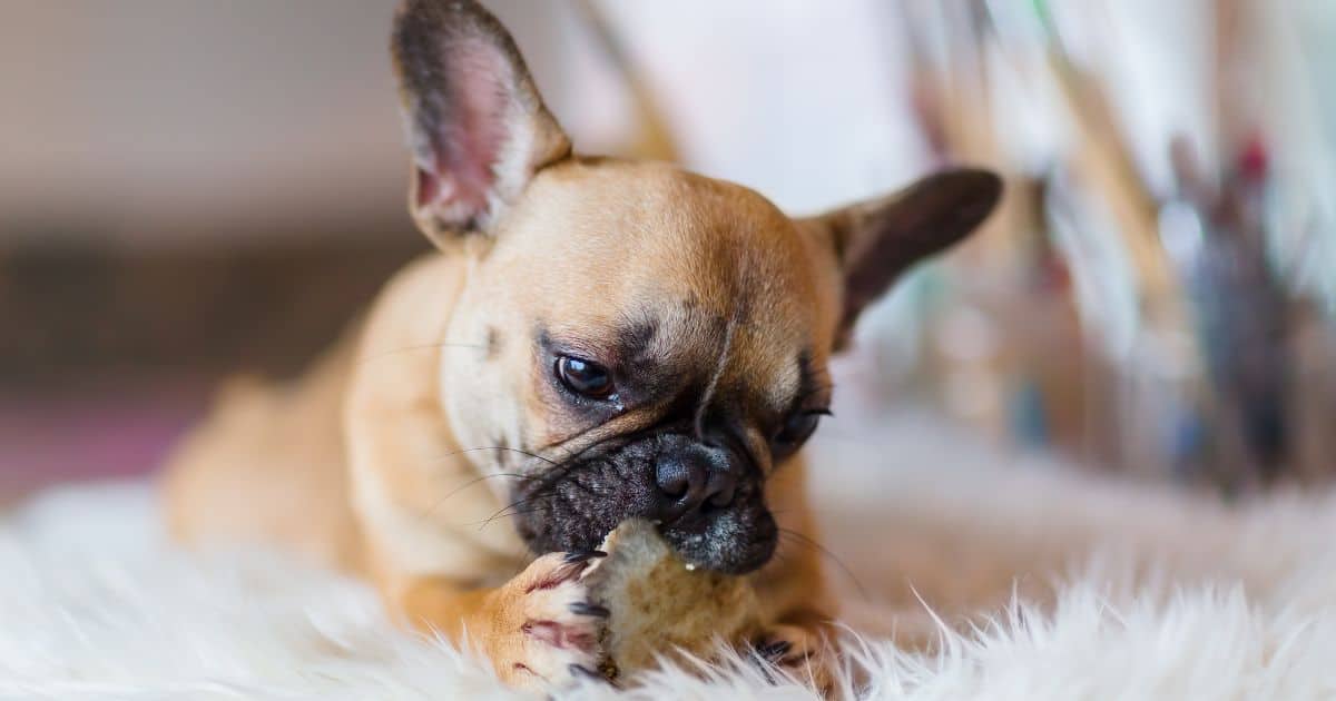 Very 9 Critical French Bulldog Behavior Problems