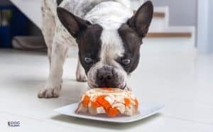 What Human Food Can French Bulldogs Eat - Featured Image