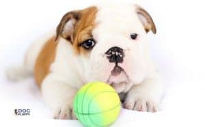 What To Keep In Mind While Buying The Best Collars For Your Bulldog Puppy