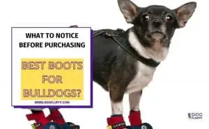What To Notice Before Purchasing Best Boots For Bulldogs