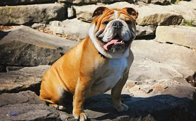What Were Bulldogs Bred for? The Butcher's Dog