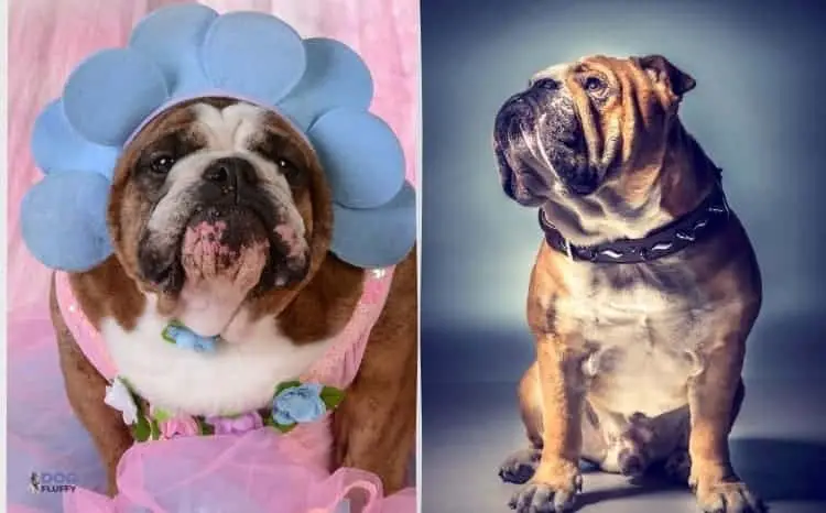Which Bulldogs Live Longer? Male or Female