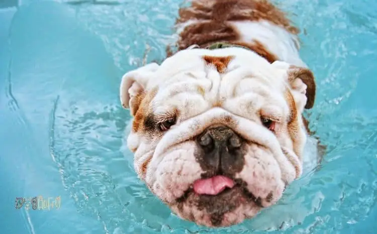 Why Can't Bulldogs Swim