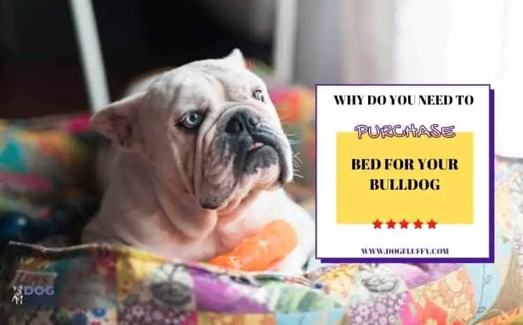Why Do You Need To Purchase Bed For Your Bulldog