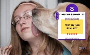 why my dog licks me - featured image